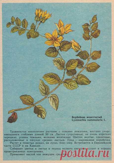 Вербейник монетчатый