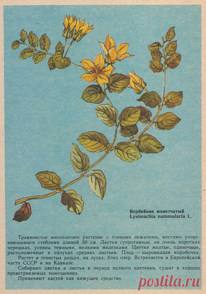 Вербейник монетчатый
