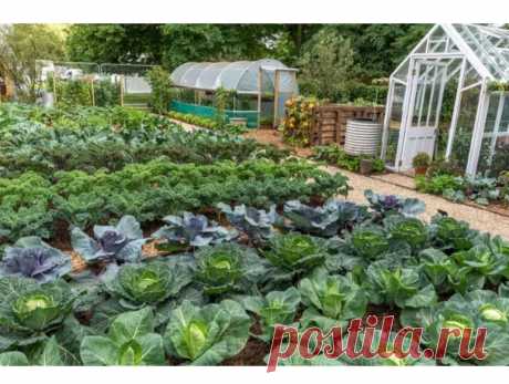 Сады с низким уровнем обслуживания. ОГОРОД. Часть 2 - не копать. | Карельские Дачники | Яндекс Дзен