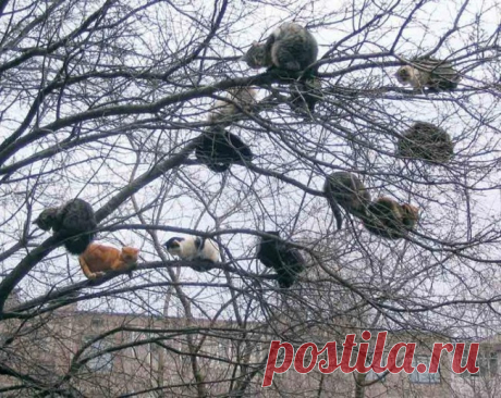 Фотоподборка — коты, которые плевать хотели на птичьи права. Грачи прилетели, а все уже занято!