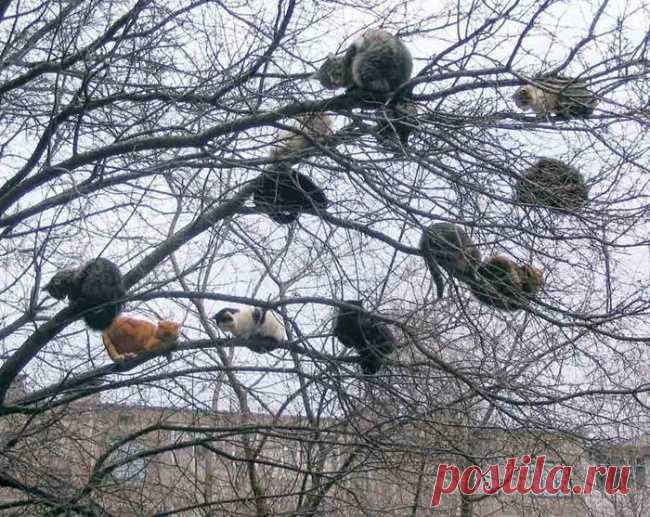 Фотоподборка — коты, которые плевать хотели на птичьи права. Грачи прилетели, а все уже занято!