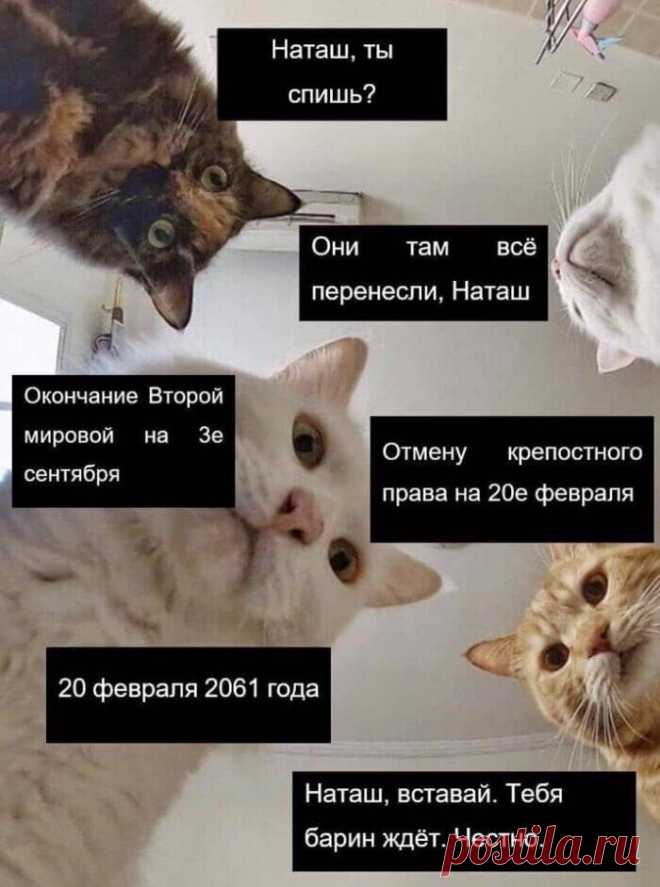 Наташ, ты спишь?: подборка мемов с котиками Наташи, которые