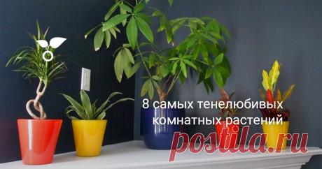 8 самых тенелюбивых комнатных растений Среди комнатных растений есть немало культур, которые можно причислить к теневыносливым и тенелюбивым. Они внесут гармоничные и привлекательные зеленые штрихи в обстановку любого дома