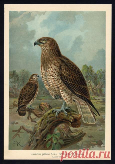 Antique Bird Print Snake Eagle Natternadler Plate V 32 Naumann 1896 | eBay