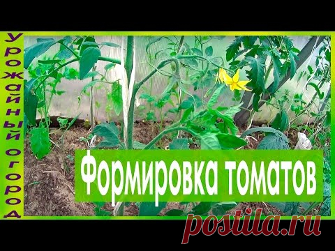 ФОРМИРОВКА ТОМАТА В ОДИН,ДВА И ТРИ СТЕБЛЯ!!!