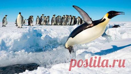 ТОП-10 самых крупных птиц на планете