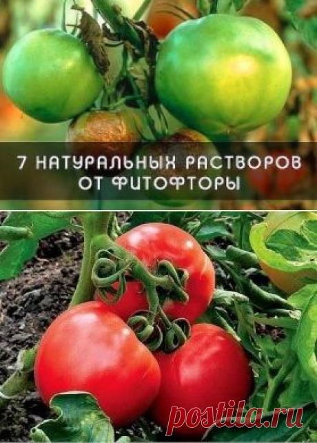 ФИТОФТОРА