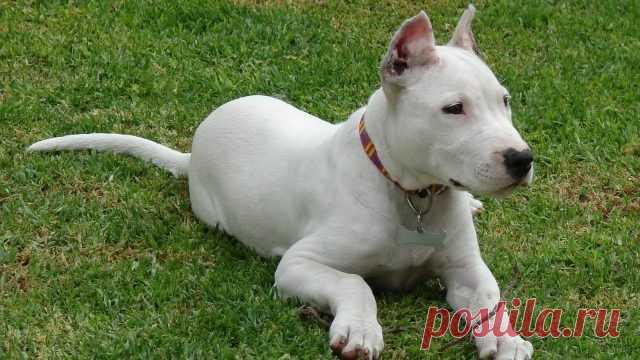 Дог (31 фото)