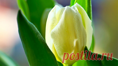 Какой праздник отмечается 6 марта в народном календаре - Тимофей-весновей. Народные приметы на предстоящую погоду 6 марта. Народные обычаи, поверья и запреты 6 марта. Что нельзя делать 6 марта. Что можно и надо сделать 6 марта по народным поверьям