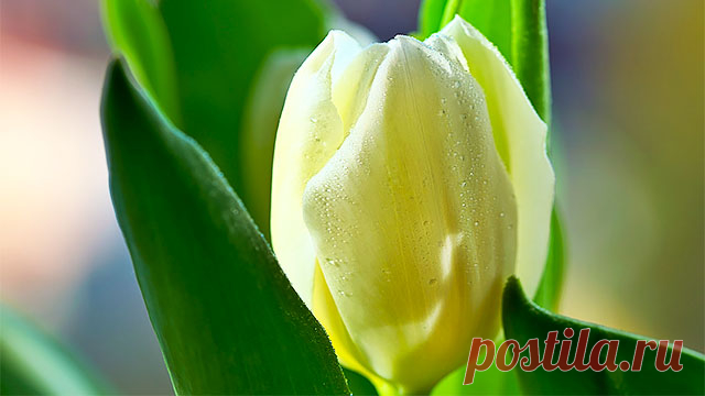 Какой праздник отмечается 6 марта в народном календаре - Тимофей-весновей. Народные приметы на предстоящую погоду 6 марта. Народные обычаи, поверья и запреты 6 марта. Что нельзя делать 6 марта. Что можно и надо сделать 6 марта по народным поверьям