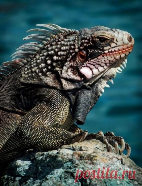 Настоящие игуаны (Iguana) — род крупных древесных ящериц семейства игуановых.