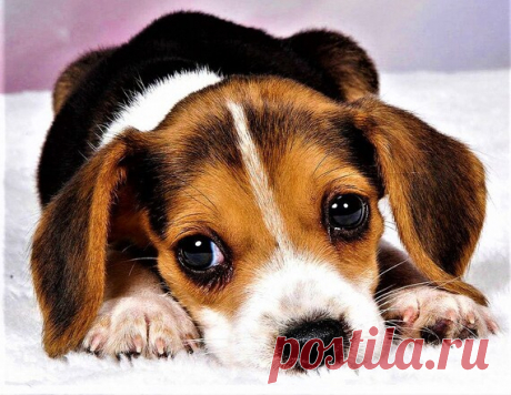 Jack Russell's Puppy Large PDF Cross Stitch Pattern | Etsy Jack Russells Puppy, Large, PDF, Cross Stitch Pattern, Full Cross Stitch, Pictures Pattern, Animals Embroidery, Dogs Cross Stitch  Beautiful cross stitch embroidery design.  Despite the size and apparent complexity of the embroidery pattern does not require high skill. Attention, patience and
