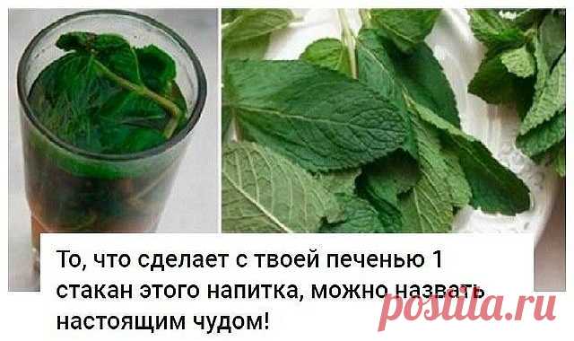 То, что сделает с твоей печенью 1 стакан этого напитка, можно назвать настоящим чудом! Если печень перегружена или плохо работает, мы сразу же это чувствуем. Слабость, нехватка энергии, головокружение, тошнота, боль в правом подреберье, проблемы с пищеварением и кожная сыпь — всё это признаки того, что с печенью непорядок.