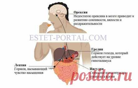 Гормоны и вес: как две стороны одной медали
