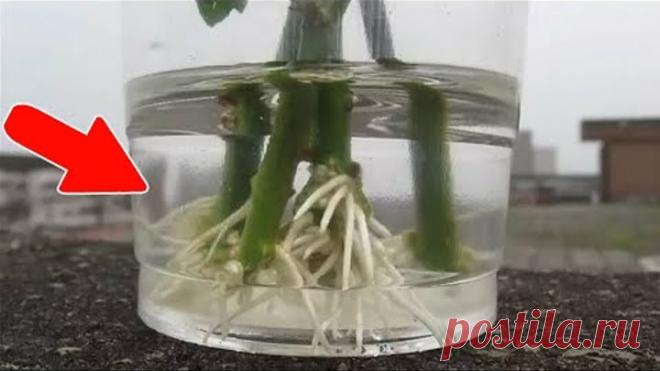 КАЖДЫЙ ЧЕРЕНОК В ТАКОМ РАСТВОРЕ ПУСКАЕТ КОРНИ! МОЩНЕЙШИЙ ОБРАЗОВАТЕЛЬ КОРНЕЙ!