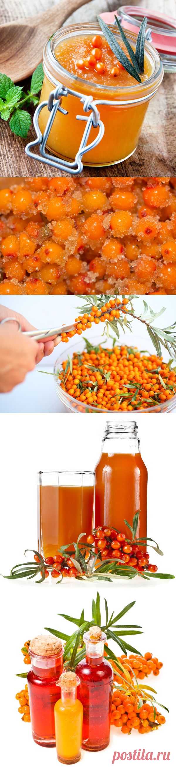 Облепиха: полезные и вкусные рецепты заготовок облепихи на зиму