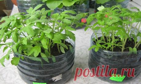 Кто попробует этот способ выращивания рассады — другого уже никогда применять не будет — Копилочка полезных советов