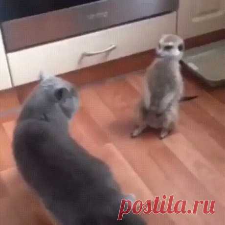 да что ты говоришь?! крутой нашелся