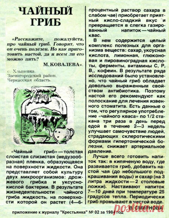 Чайный гриб
