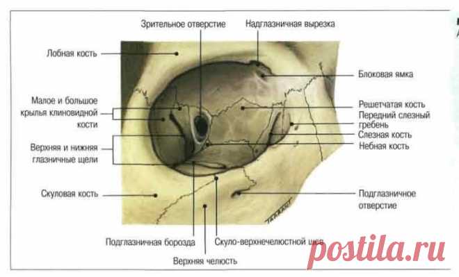 Анатомия глазницы человека. Кости черепа, её формирующие, а также каналы, отверстия и щели глазницы.