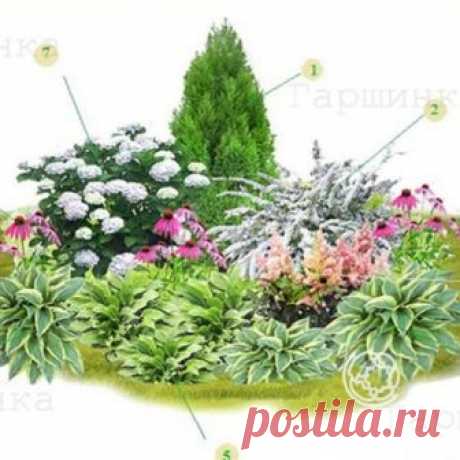 Цветник Нежный | Интернет-магазин садовых растений