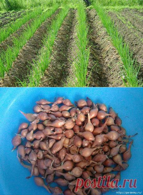Как я засуху весной обманула!))) Подготовка лука к посадке.