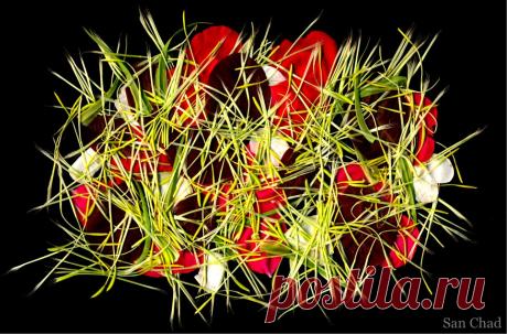 Сан Чад, San Chad * MODERN ART – 219 фотографий