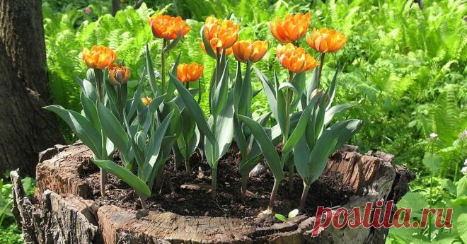 Как сделать клумбу из пня – советы и секреты Можно ли подарить спиленному дереву вторую жизнь? Да, если устроить в пне небольшую клумбу с яркими и красивыми цветами.