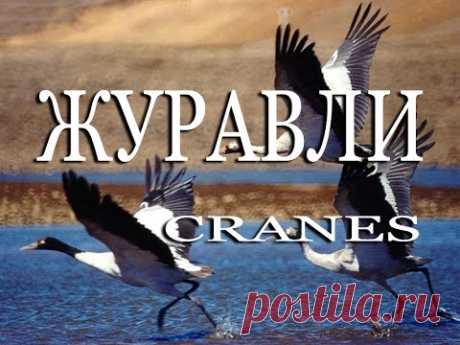 Журавли — Cranes - YouTube
