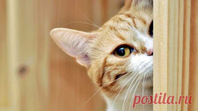 Наши любимые рыжики