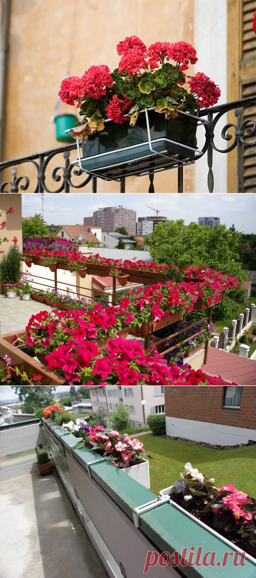 Какие цветы посадить на балконе |