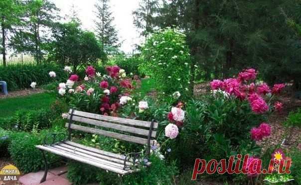 Уxaживaeм зa пиoнoм