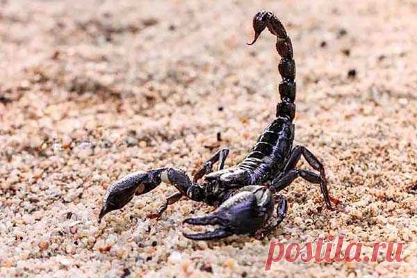 Австралия переживает нашествие скорпионов Колонисты, которые заселили Австралию несколько сотен лет назад, оказались виновниками нашествия скорпионов, которое сегодня переживает континент. К такому выводу пришли ученые из Австралийского агентства по охране дикой природы, Университета Нового Южного Уэльса и Университета Ла...