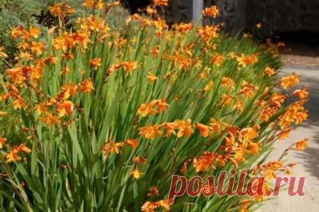 Крокосмия (Crocosmia), или Монтбреция (Montbretia)