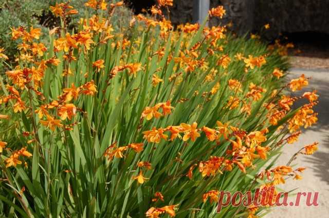 Крокосмия (Crocosmia), или Монтбреция (Montbretia)