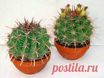 Ферокактус Ферокактус (Ferocactus) ― этот род имеет прямое отношение к семейству кактусовые (Cactaceae). Он объединяет больше 30 видов растений. В природе их можно повстречать на юго-западе Северной Америки, а т...