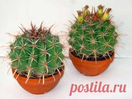 Ферокактус Ферокактус (Ferocactus) ― этот род имеет прямое отношение к семейству кактусовые (Cactaceae). Он объединяет больше 30 видов растений. В природе их можно повстречать на юго-западе Северной Америки, а т...