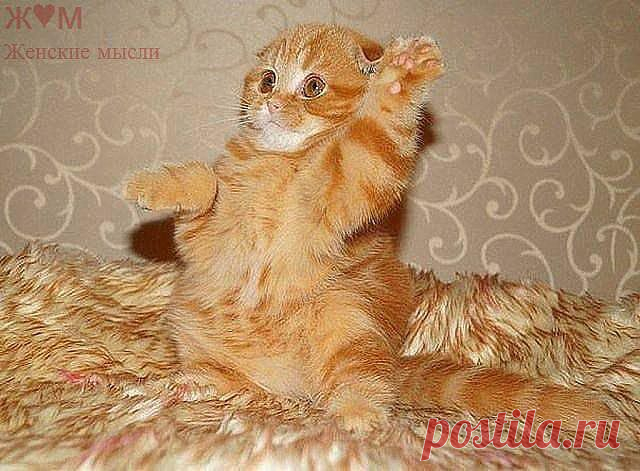 ᴼᴿᴵᴳᴵᴺᴬᴸ   SМАЙЛИКИ   (ړײ)