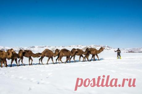 Фото верблюдов, шагающих по заснеженной местности в Турции, стали вирусными в сети