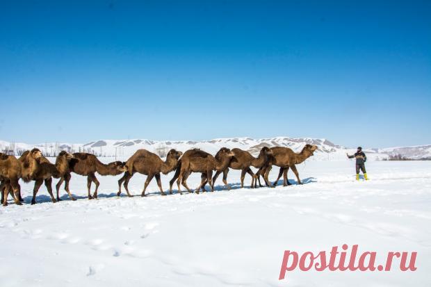 Фото верблюдов, шагающих по заснеженной местности в Турции, стали вирусными в сети