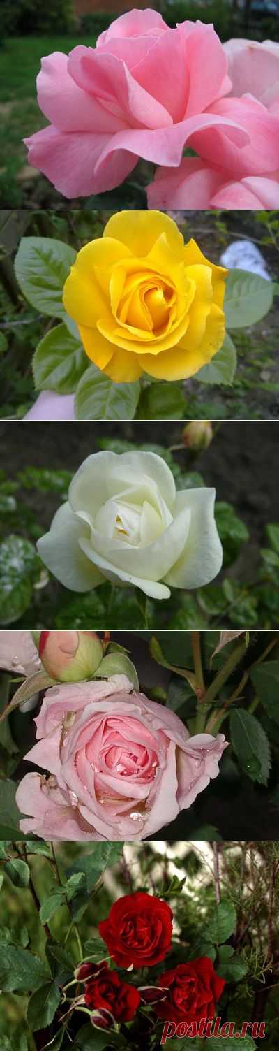 Канадские розы: фото сортов, морозостойкость селекции