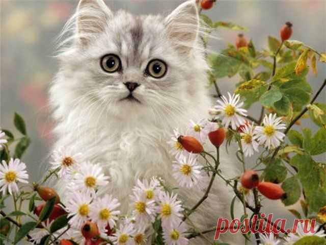 Кошки лечат людей, сохраняют энергетический баланс, являются гармонизаторами.