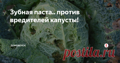 Зубная паста.. против вредителей капусты! Если капусту одолела гусеница, а вы при этом являетесь противником применения химических препаратов...