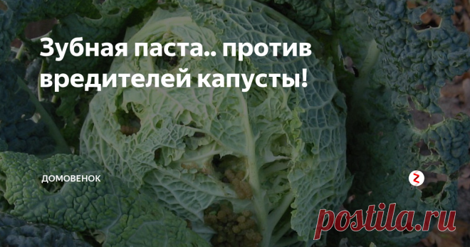 Зубная паста.. против вредителей капусты! Если капусту одолела гусеница, а вы при этом являетесь противником применения химических препаратов...