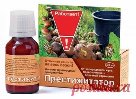 Полезные нюансы выращивания, картофеля. Возможно, вы этого не знали | Цветочная няша | Дзен