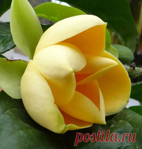 Глаз не отарват...🌼🏜

Никогда не теряйте возможность увидеть что-нибудь Прекрасное....Жизнь безумно красива, когда начинаешь её замечать...
У красоты Божий Почерк... Само совершенство!...Как богата палитра Господа....
-------
Магнолия цветет...ароматная магнолия, прекрасна!....Изящество природы непревзойденное...

С добрым утром, друзья! Солнечного четверга