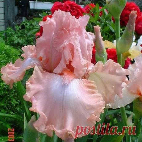 i (768×768)