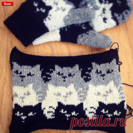 в Instagram: «Kitten stripes!