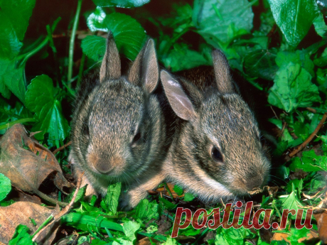 Wallpapers Baby Animals (46 Wallpapers) – Adorable Wallpapers