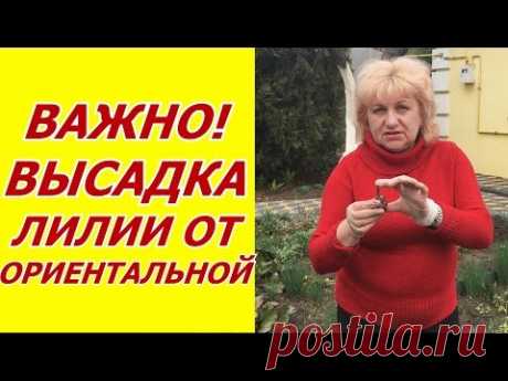 Высадка лилии ОТ ориентальной. Важные советы по посадке луковиц